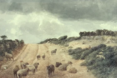 Schafe auf den Surrey Hills